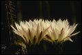 051049 Trichocereus Chiloensis A4 Photo Print