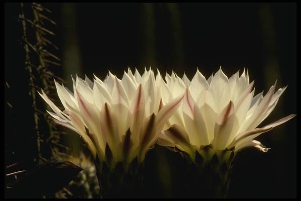 051049 Trichocereus Chiloensis A4 Photo Print