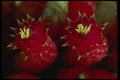 051050 Cleistocactus Jujuyensis A4 Photo Print