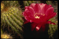 051051 Trichocereus Andalgalensis A4 Photo Print