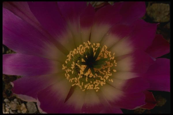051052 Echincereus Blanckii A4 Photo Print