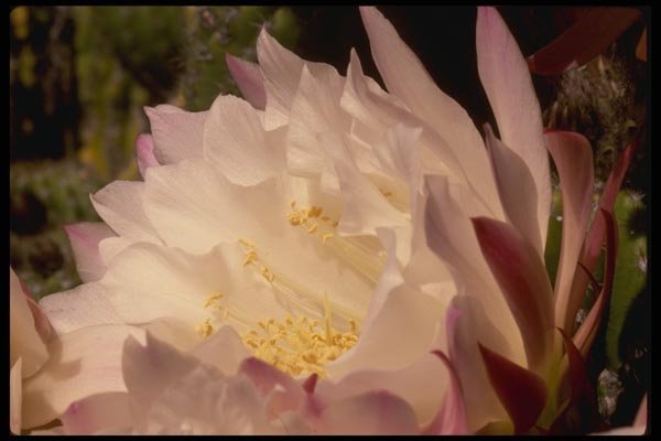 051053 Trichocereus Sp. A4 Photo Print