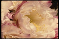 051054 Trichocereus Sp. A4 Photo Print