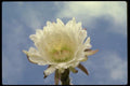 051056 Trichocereus Sp. A4 Photo Print