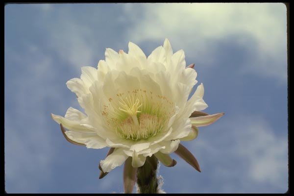 051056 Trichocereus Sp. A4 Photo Print