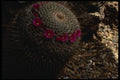 051057 Mamillaria Vaupellii Var. Flavispina A4 Photo Print