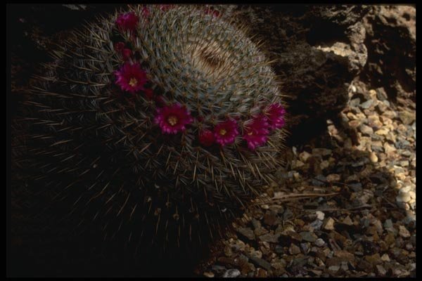 051057 Mamillaria Vaupellii Var. Flavispina A4 Photo Print