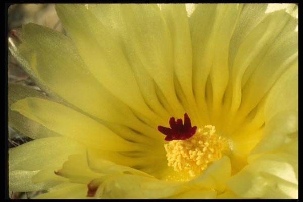 051058 Notocactus Mammulosus A4 Photo Print