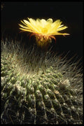 051059 Sochrensia Formosa A4 Photo Print