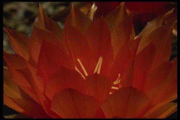 051060 Trichocereus Auricolor A4 Photo Print