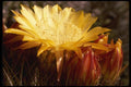 051061 Soehrensia Formosa A4 Photo Print