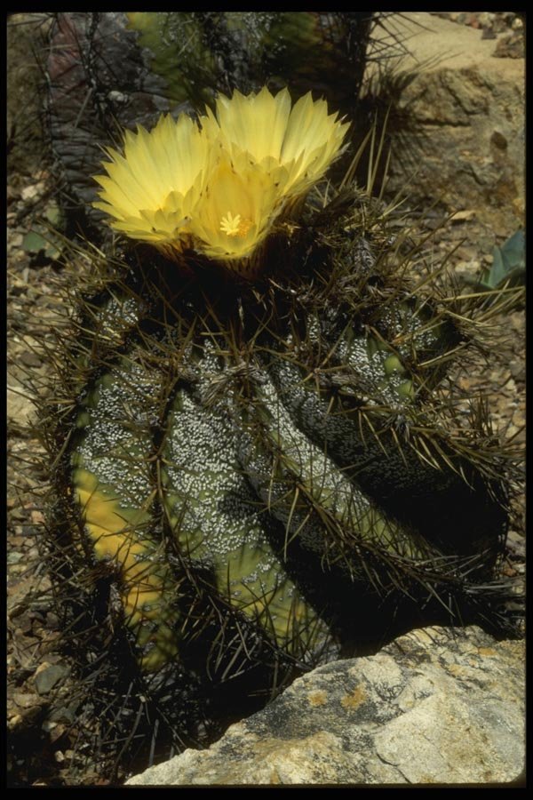 051062 Ferocactus Sp. A4 Photo Print
