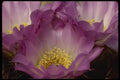 051063 Acanthocalycium Violaceum A4 Photo Print