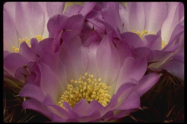 051063 Acanthocalycium Violaceum A4 Photo Print