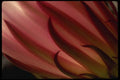 051064 Trichocereus Poco X Spachianus A4 Photo Print