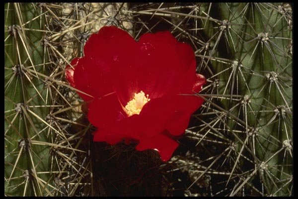 051066 Erdisia Aureispina A4 Photo Print