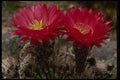 051067 Soehrensia Bruchii A4 Photo Print