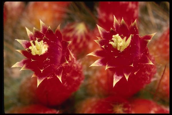 051068 Cleistocactus Jujuyensis A4 Photo Print