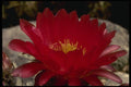051069 Lobivia Incuiensis A4 Photo Print