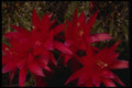 051070 Lobivia Incuiensis A4 Photo Print