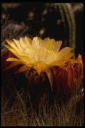 051072 Soehrensia Formosa A4 Photo Print