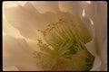 051074 Trichocereus Schickandatzii A4 Photo Print