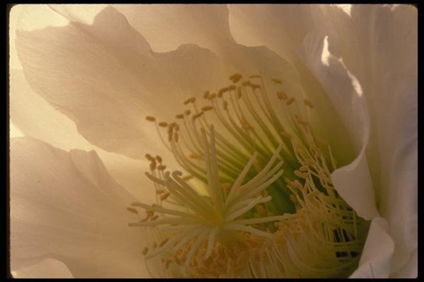 051074 Trichocereus Schickandatzii A4 Photo Print
