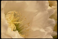 051075 Trichocereus Schickandantzii A4 Photo Print