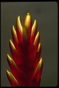 051076 Flower Bud, Bromeliad A4 Photo Print