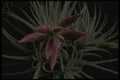 051077 Tillandsia Sp. A4 Photo Print