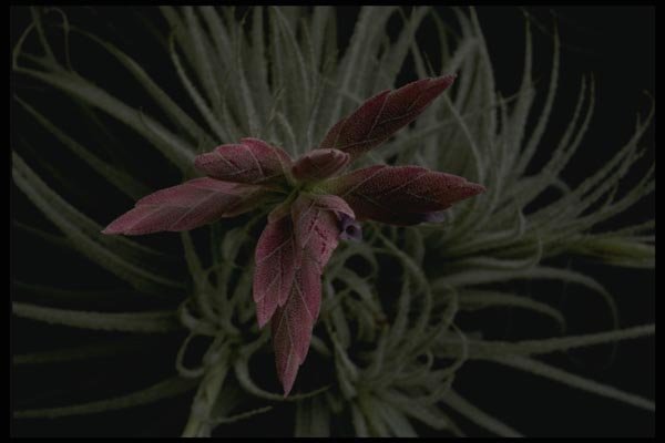 051077 Tillandsia Sp. A4 Photo Print