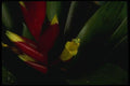 051079 Vriesia X Hybrid A4 Photo Print