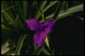 051080 Bromeliad A4 Photo Print
