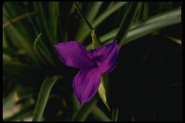 051080 Bromeliad A4 Photo Print