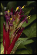 051081 Bilbergia X Strawberry A4 Photo Print