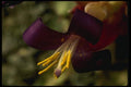 051082 Bilbergia X Strawberry A4 Photo Print
