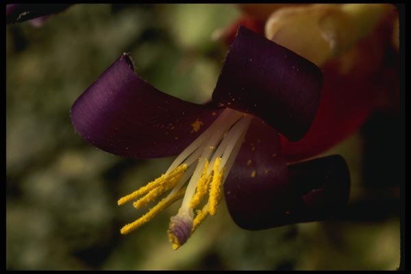 051082 Bilbergia X Strawberry A4 Photo Print