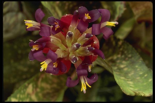 051083 Bilbergia X Strawberry A4 Photo Print