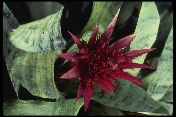051084 Acmaea Fasciata A4 Photo Print