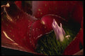 051085 Study In Red And Purple A4 Photo Print