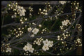 051086 Plum Blossoms A4 Photo Print