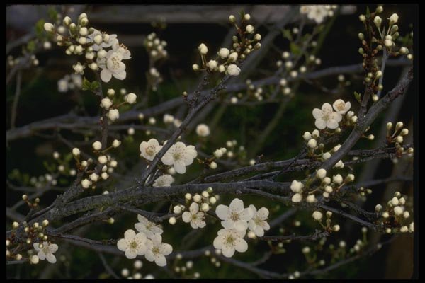 051086 Plum Blossoms A4 Photo Print