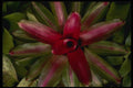 051090 Neoregelia Sp. A4 Photo Print