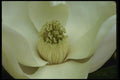 051091 Magnolia Grandiflora A4 Photo Print