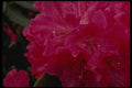 051092 Rhododendron A4 Photo Print
