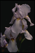 051093 Iris Sp. A4 Photo Print