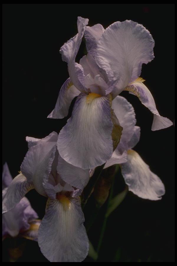 051093 Iris Sp. A4 Photo Print