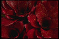 051094 Neoregelia X Pink Polka dot A4 Photo Print