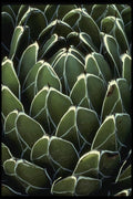 051095 Agave Victoria reginae A4 Photo Print