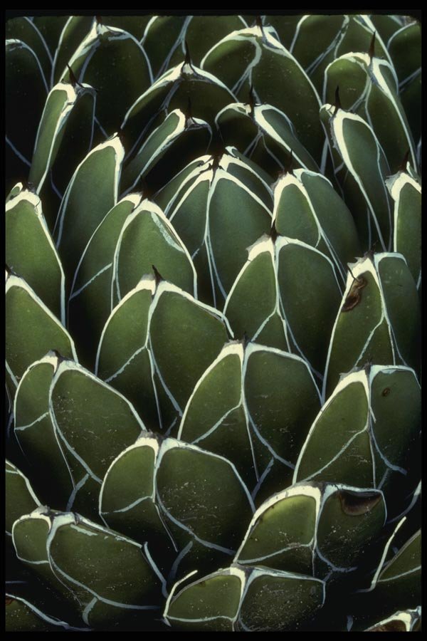 051095 Agave Victoria reginae A4 Photo Print